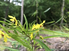 Lysimachia quadriflora