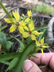 Lysimachia quadriflora