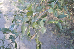 Prosopis ruscifolia