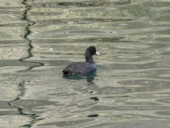 Fulica atra