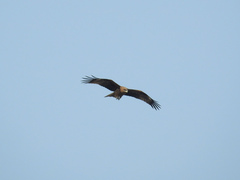 Milvus migrans lineatus