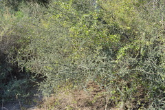 Condalia microphylla