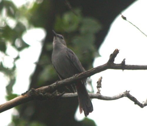 Dumetella carolinensis