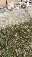 Bouteloua dactyloides