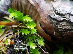 Mnium spinulosum