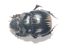Dichotomius colonicus