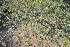 Condalia microphylla