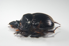 Dichotomius colonicus
