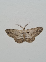 Lepidoptera