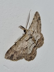 Lepidoptera