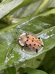 Aspidimorpha miliaris