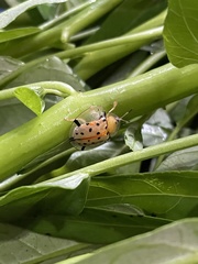 Aspidimorpha miliaris