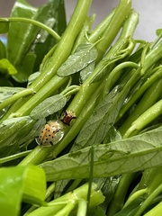 Aspidimorpha miliaris