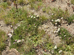 Erigeron patagonicus
