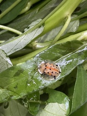 Aspidimorpha miliaris