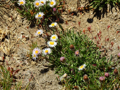 Erigeron patagonicus
