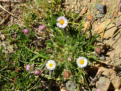 Erigeron patagonicus
