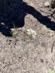 Perideridia parishii latifolia