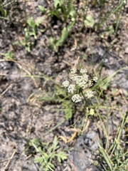 Perideridia parishii latifolia