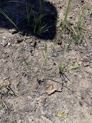 Perideridia parishii latifolia