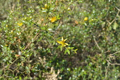 Larrea divaricata