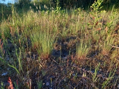 Corynephorus canescens