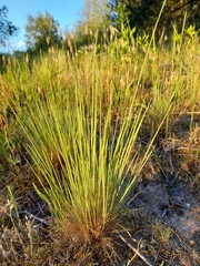 Corynephorus canescens