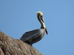 Pelecanus occidentalis
