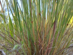 Corynephorus canescens