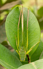 Steirodontini
