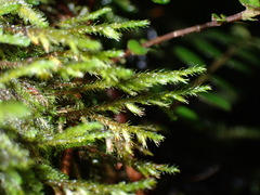 Cryphaea tenella