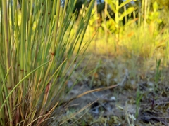 Corynephorus canescens