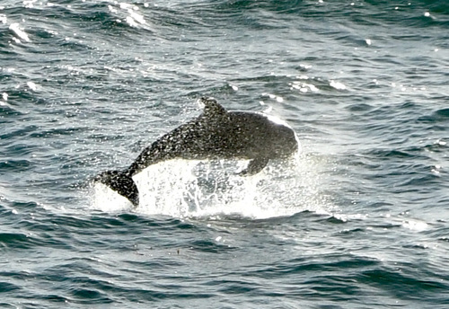 Risso's dolphin
