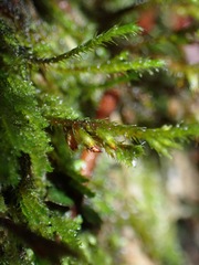 Cryphaea tenella