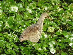 Botaurus lentiginosus image