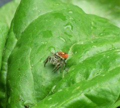 Phidippus insignarius