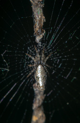 Cyclosa insulana