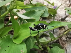 Taeniopoda tamaulipensis