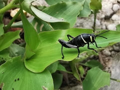 Taeniopoda tamaulipensis