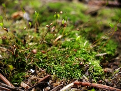 Distichium inclinatum