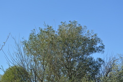 Schinopsis lorentzii