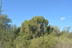 Aspidosperma quebracho-blanco