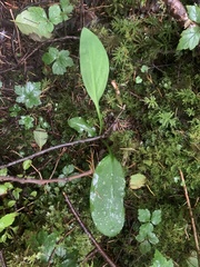 Erythronium revolutum
