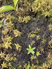 Odontoschisma fluitans