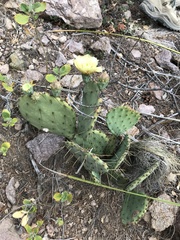 Opuntia chisosensis