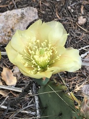 Opuntia chisosensis
