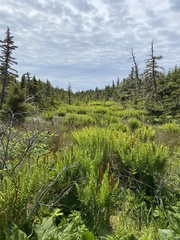 Odontoschisma fluitans