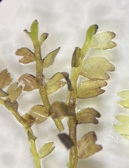 Odontoschisma fluitans