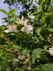 Deutzia scabra