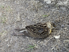 Sturnella magna auropectoralis